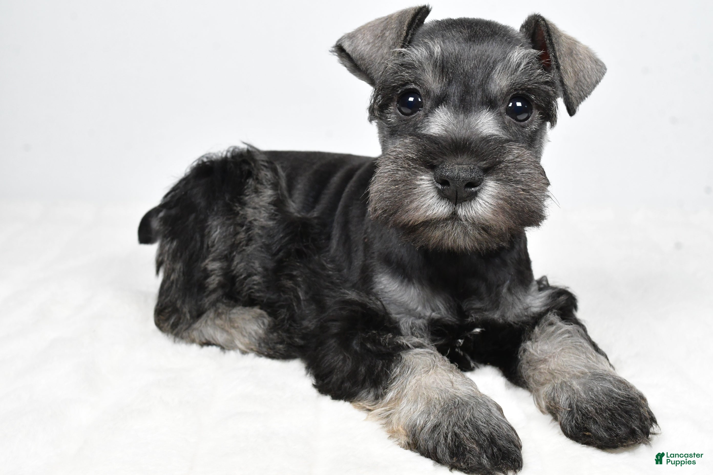 Miniature Schnauzer dogs Lonnie - Ad 1