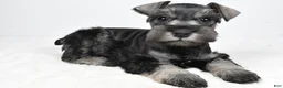Miniature Schnauzer dogs for sale: Lonnie - Ad 1