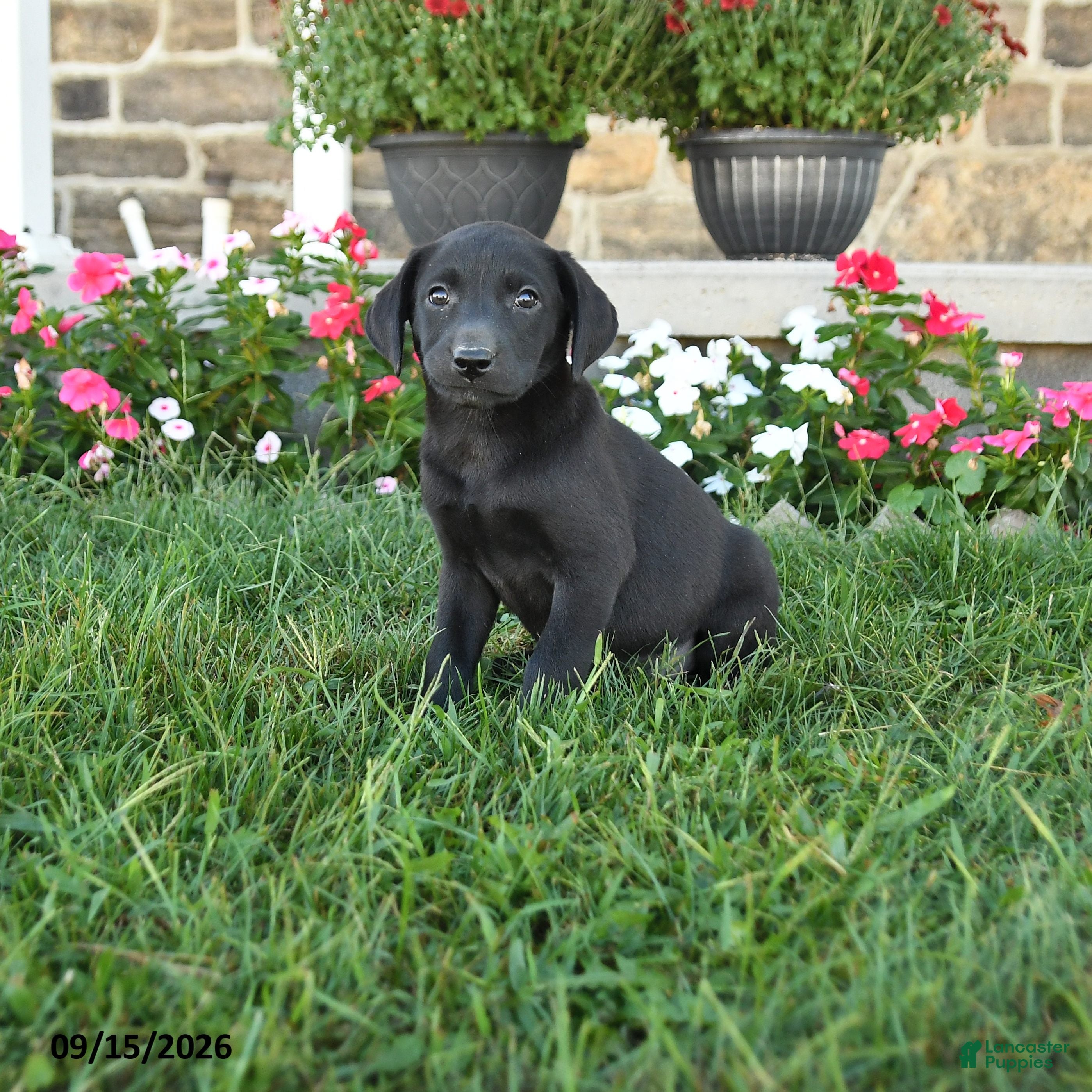Labrador Retriever dogs Gypsy - Ad 1