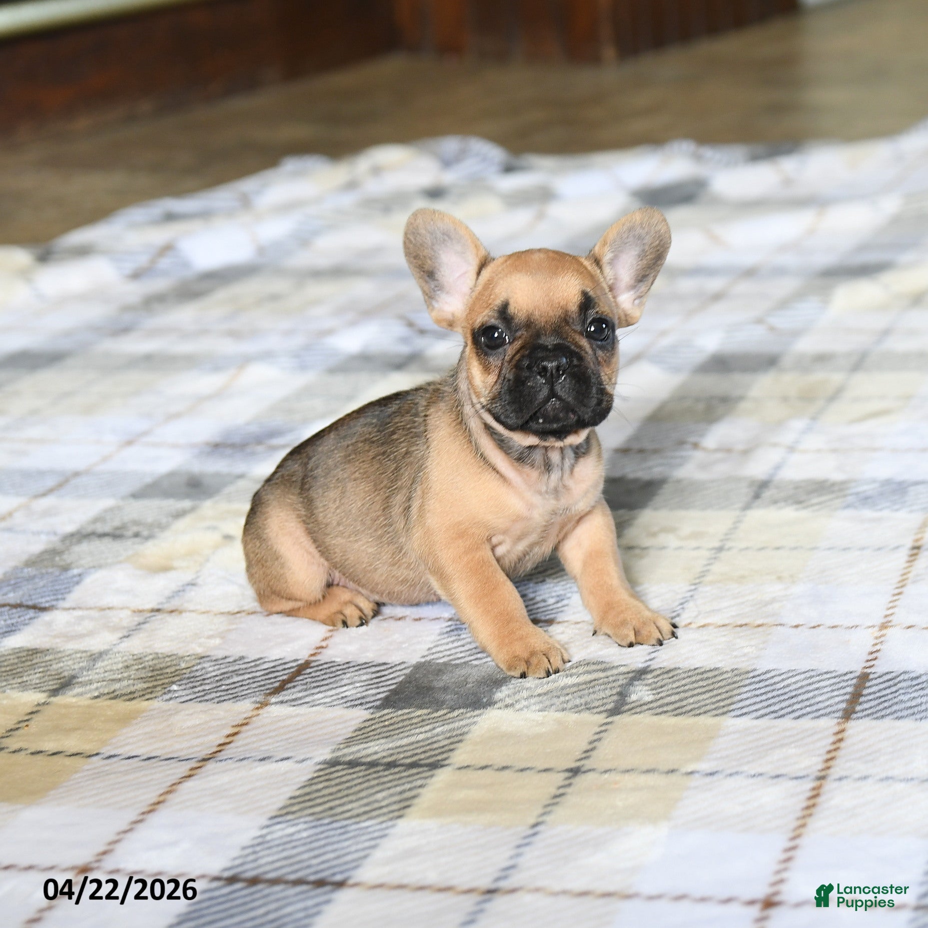 French Bulldog dogs Cutie - Ad 2