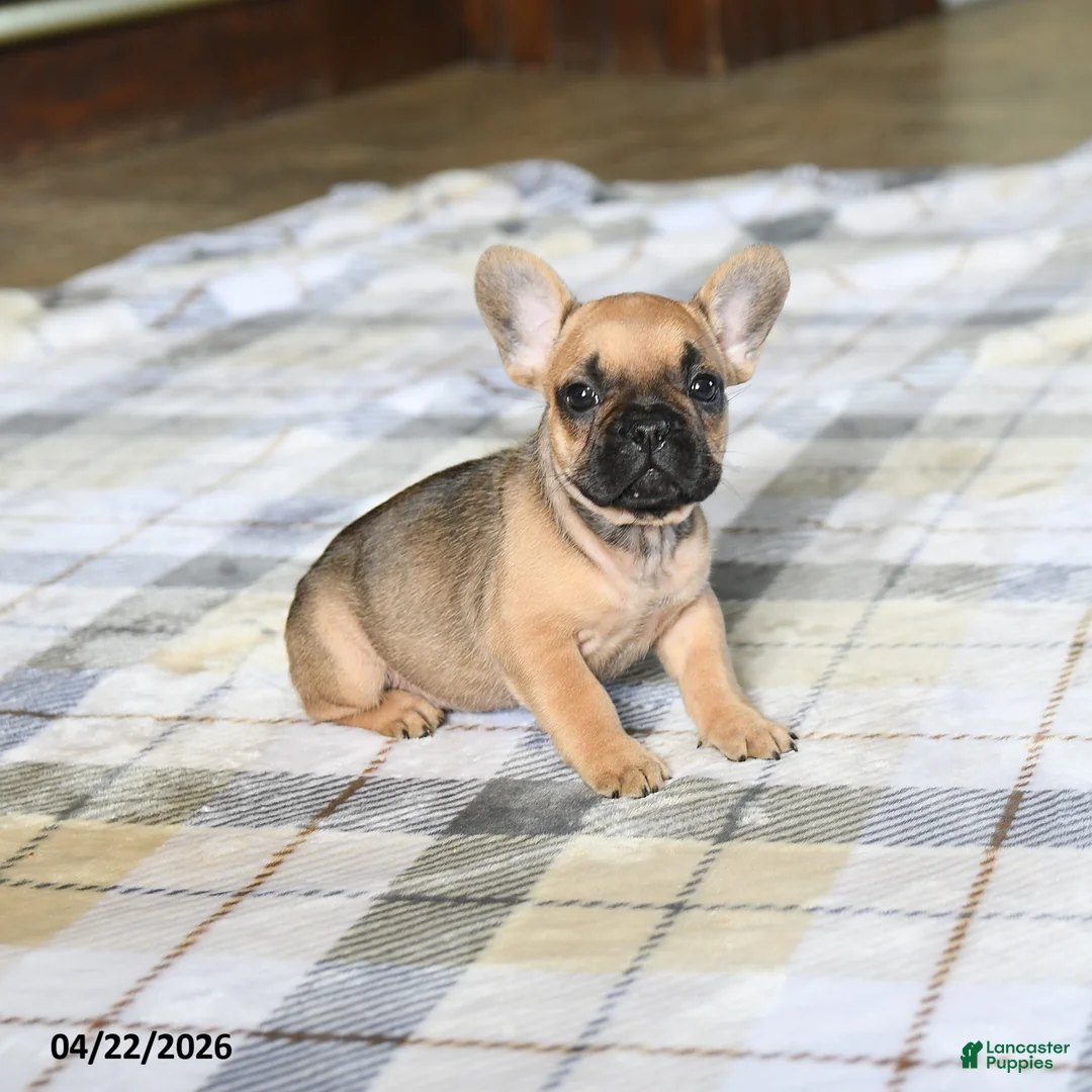 French Bulldog dogs for sale: Cutie - Ad 2