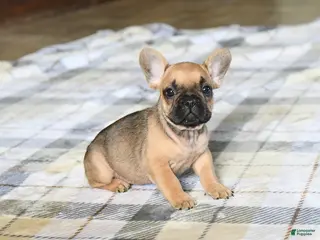 French Bulldog dogs for sale: Cutie - Ad 1