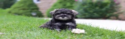 Miniature Schnauzer dogs for sale: Callie - Ad 4