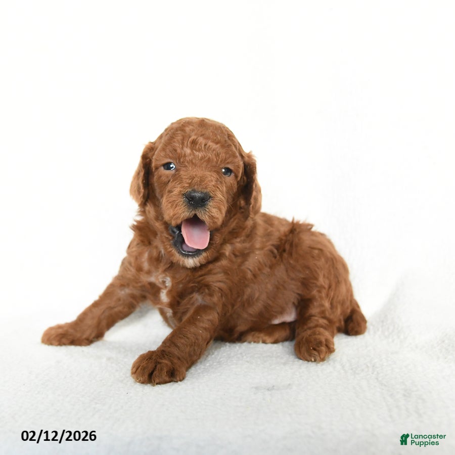 Toy Poodle dogs Jackson - Ad 37