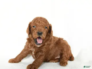 Toy Poodle dogs Jackson - Ad 37