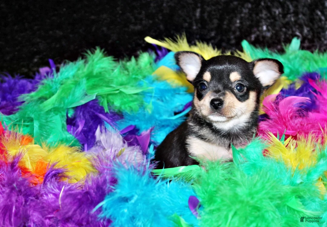 Chihuahua dogs for sale: Enrico - Ad 2
