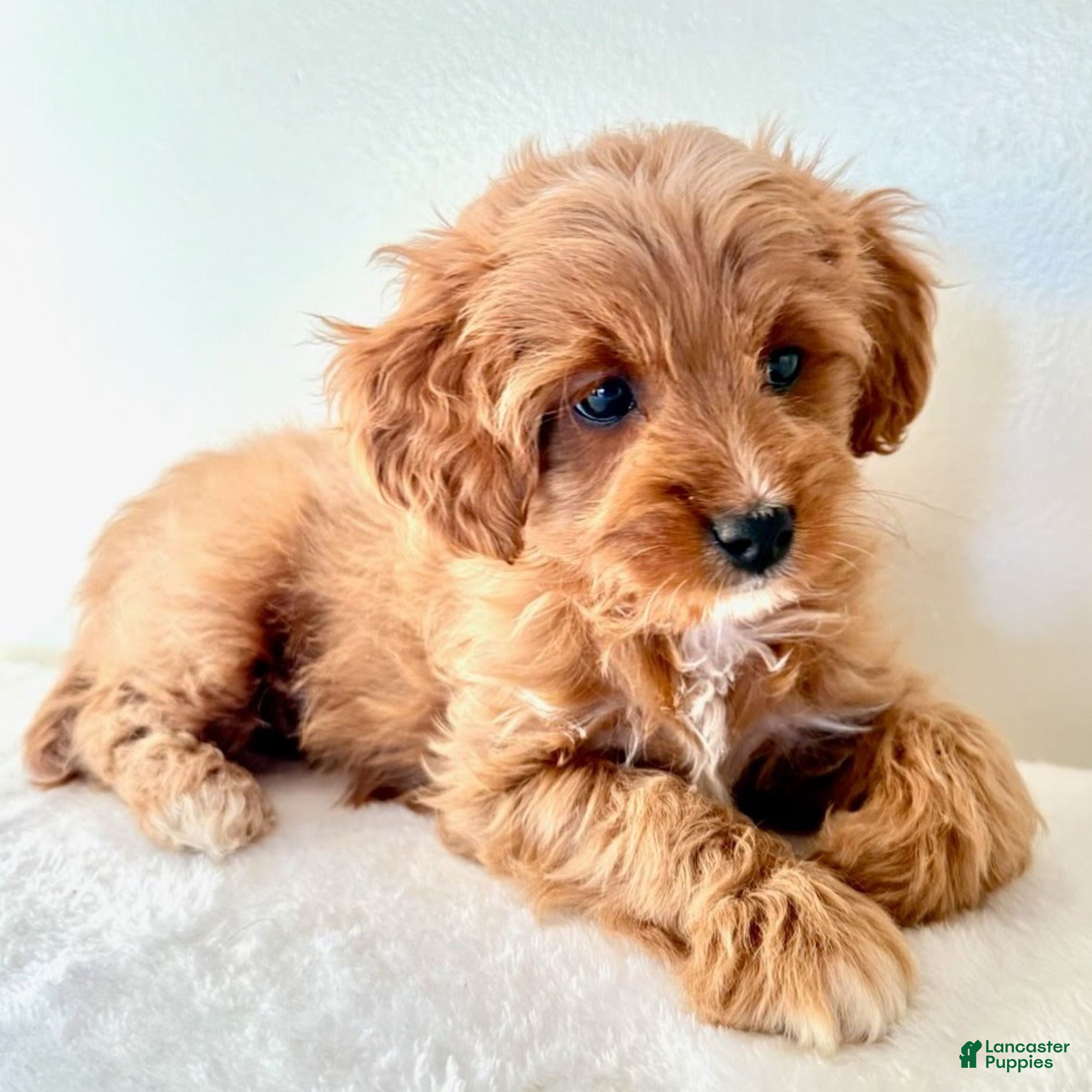 Cavapoo dogs for sale: Sandra  - Ad 2