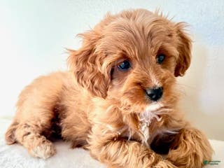 Cavapoo dogs for sale: Sandra - Ad 2