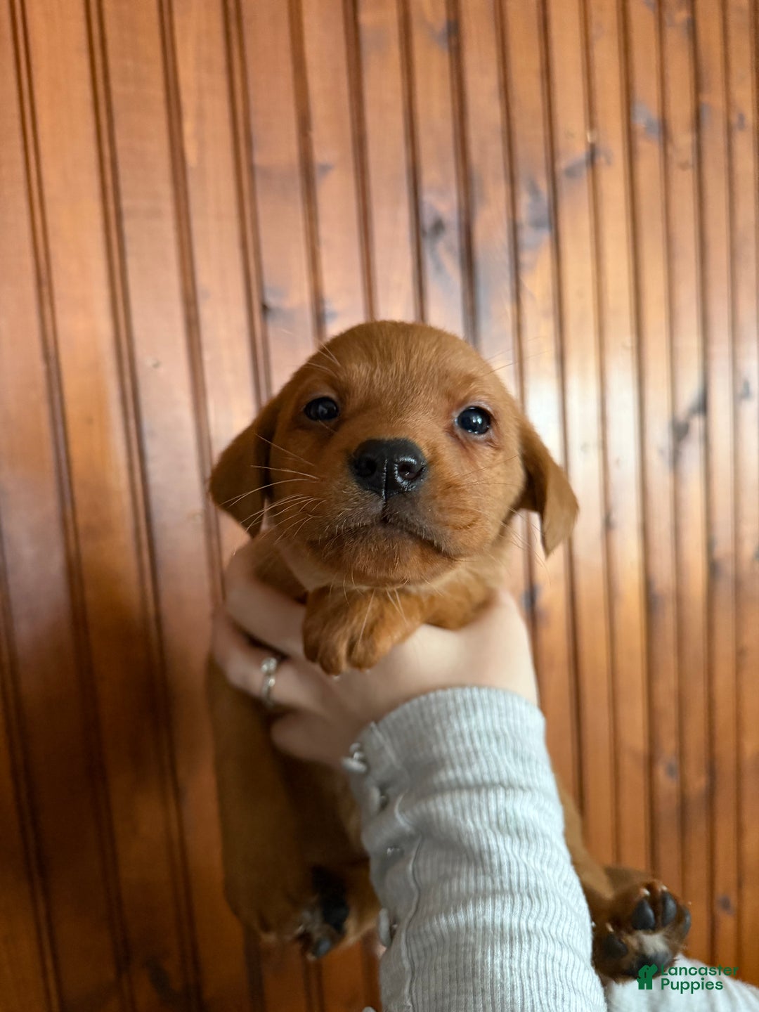 Labrador Retriever dogs for sale: Lila - Ad 1