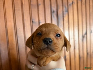 Labrador Retriever dogs Lila - Ad 10