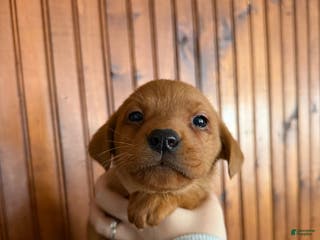 Labrador Retriever dogs Lila - Ad 32