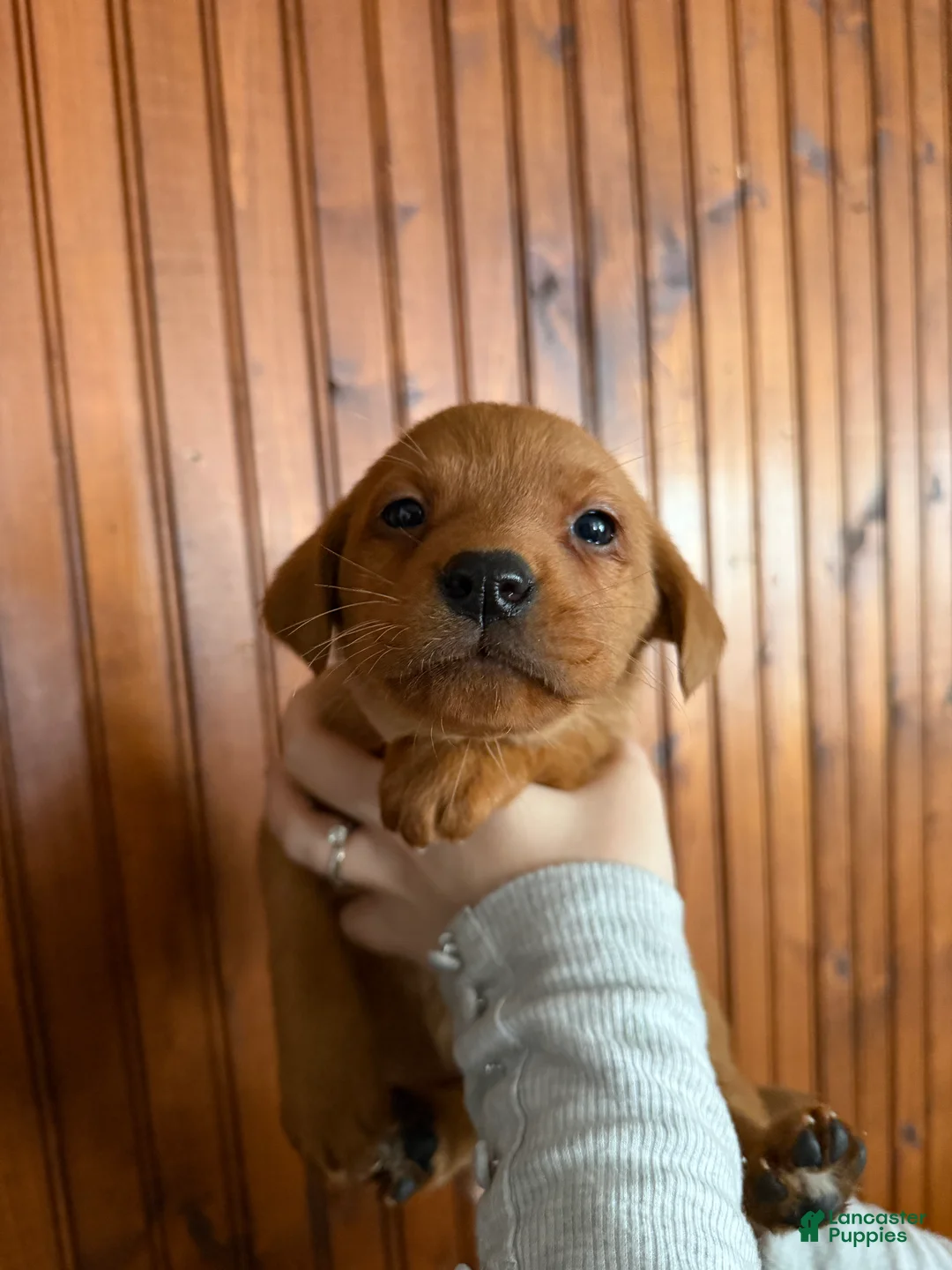 Labrador Retriever dogs for sale: Lila - Ad 1