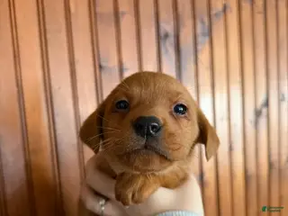 Labrador Retriever dogs Lila - Ad 5