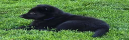 German Shepherd dogs for sale: Elvis - Ad 4