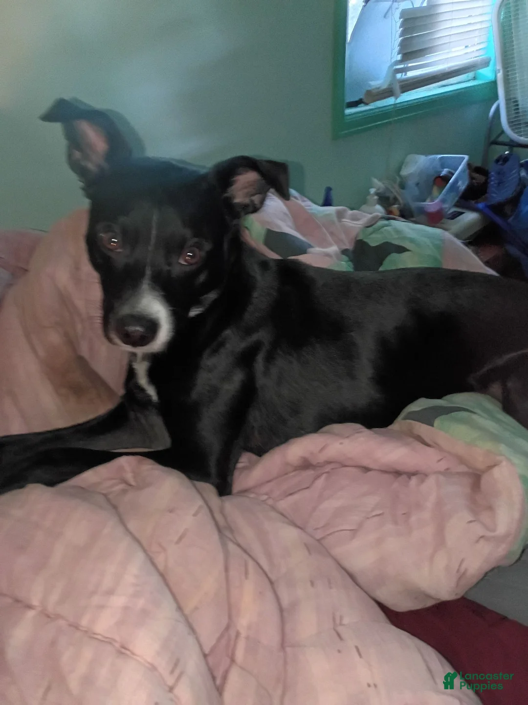 Mixed Breed dogs for sale: Mixed Breed 3 - Ad 5