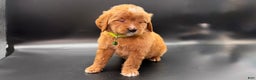 Mini Goldendoodle dogs for sale: Toby F One - Ad 2