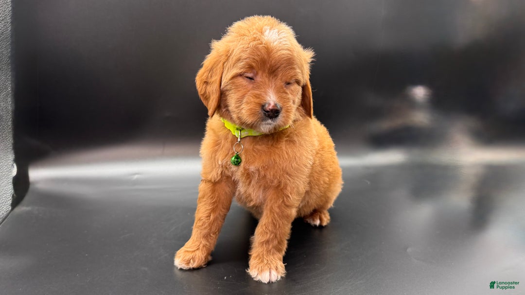 Mini Goldendoodle dogs for sale: Toby F One - Ad 2