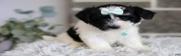 Maltipoo dogs for sale: Izzy - Ad 10
