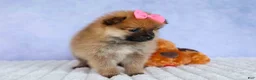 Pomeranian dogs for sale: Freya  - Ad 12