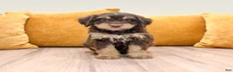 Mini Bernedoodle dogs for sale: Lucy - Ad 7