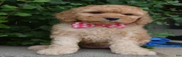 Mini Goldendoodle dogs for sale: Mini Gigi - Ad 3