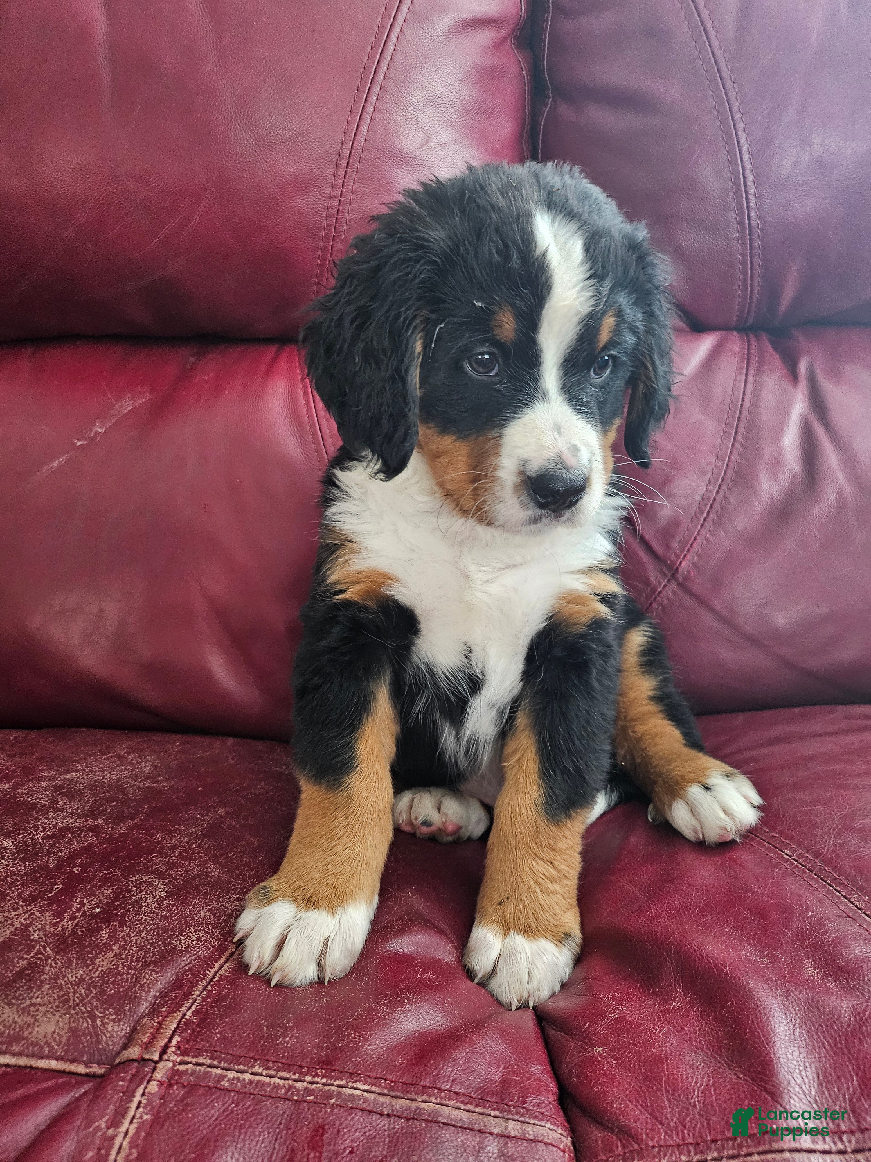 Bernese Mountain Dog dogs for sale: Bernese Mountain Dog Puppy 2 - Ad 2