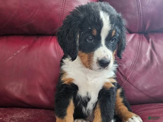 Bernese Mountain Dog dogs Bernese Mountain Dog Puppy 2 - Ad 19