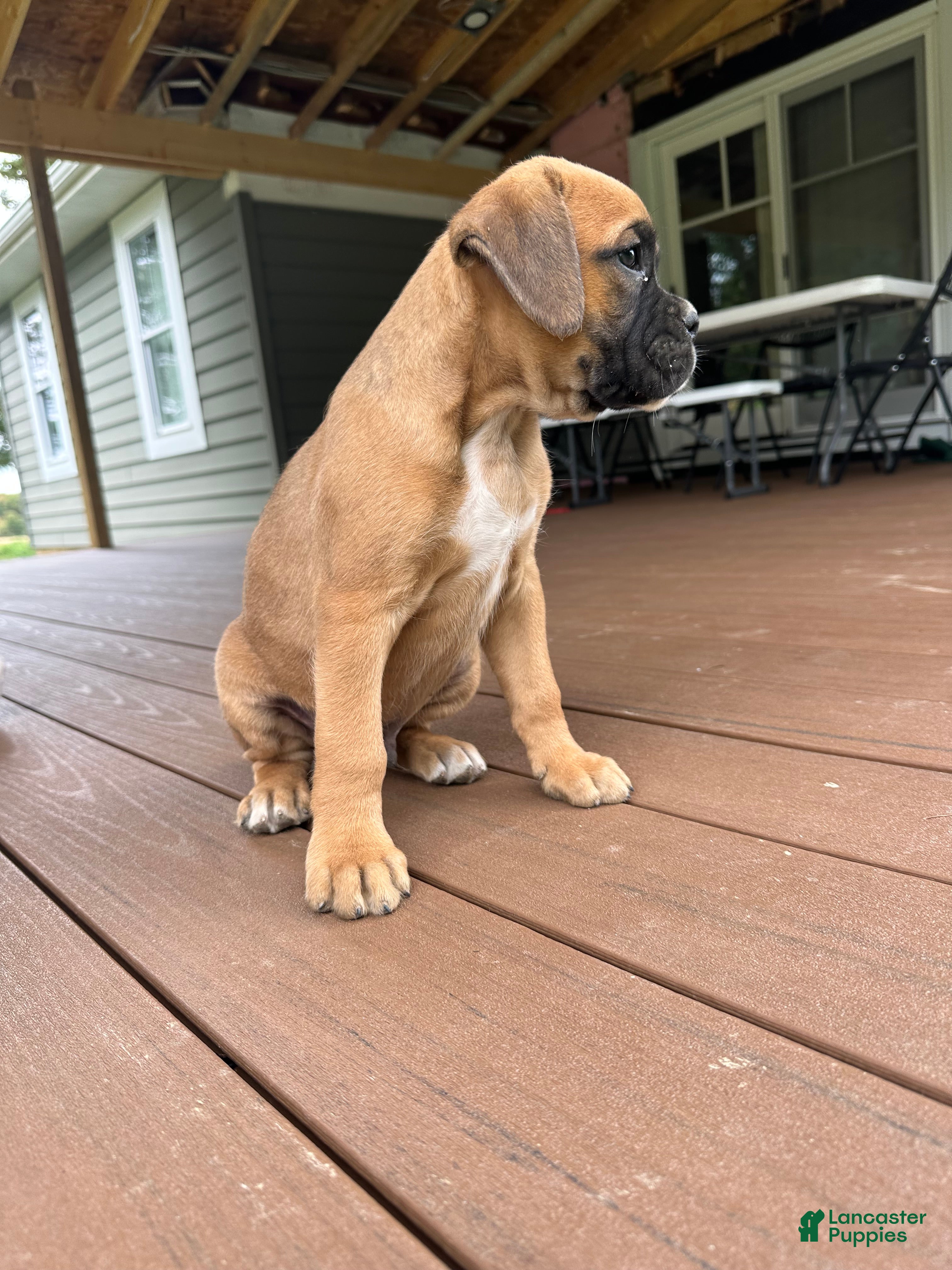 Boxer dogs for sale: Chico - Ad 2