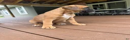 Boxer dogs for sale: Chico - Ad 2