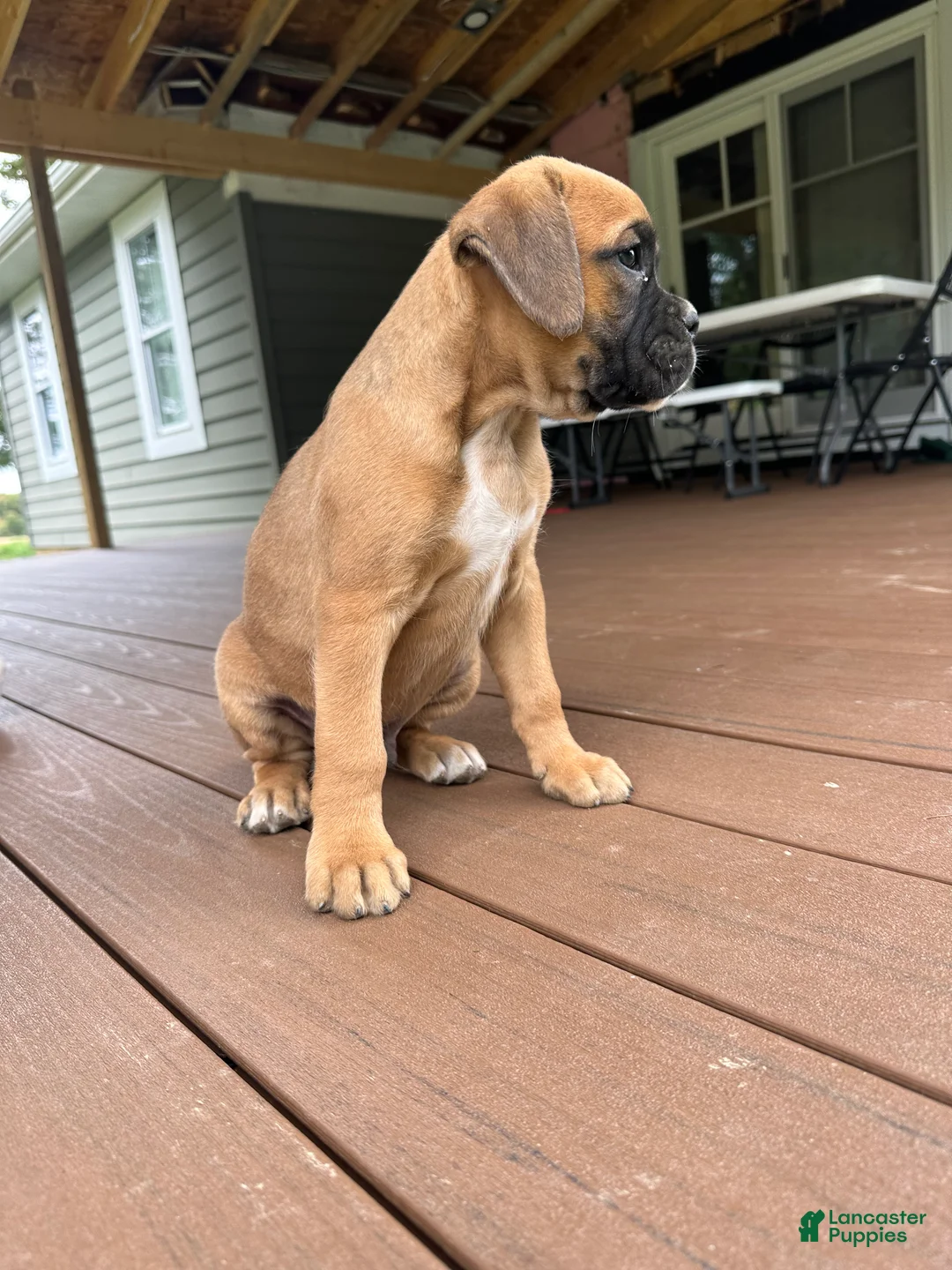 Boxer dogs for sale: Chico - Ad 2