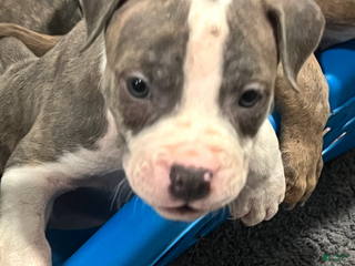 American Pit Bull Terrier dogs - Ad 39