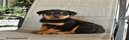Rottweiler dogs for sale: Mia  - Ad 2