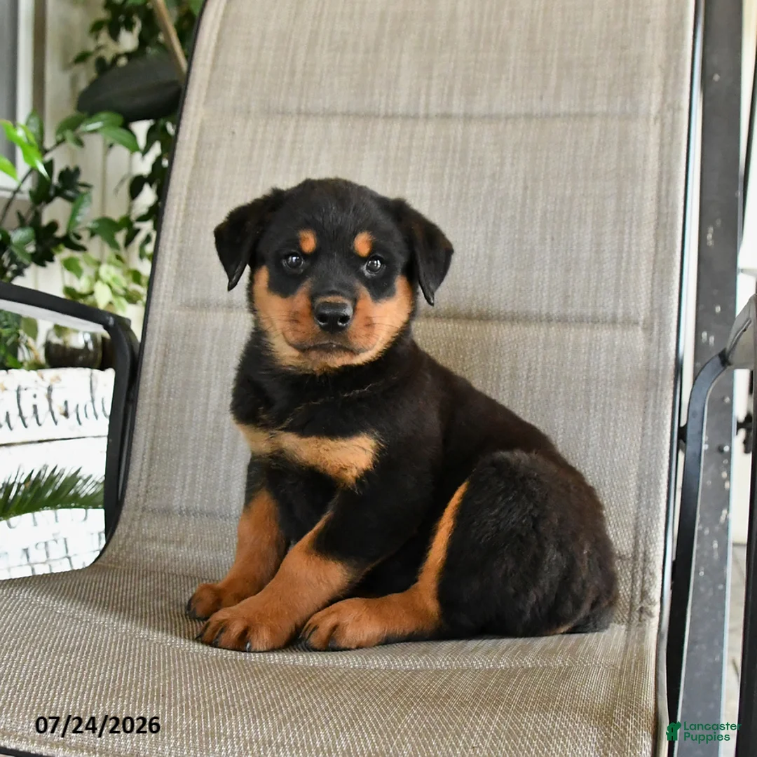Rottweiler dogs for sale: Mia  - Ad 2