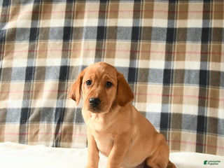 Labrador Retriever dogs - Ad 40