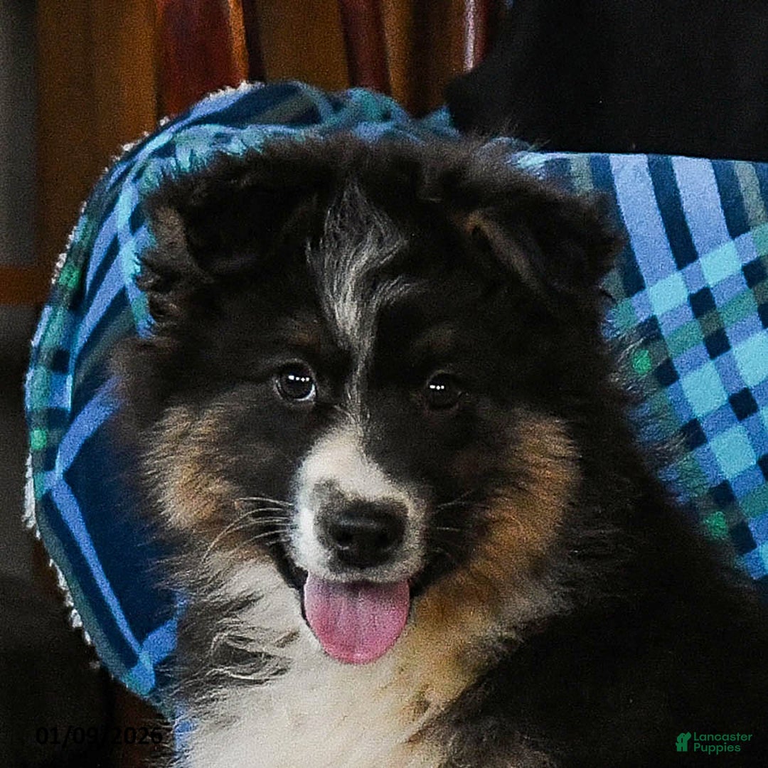 Australian Shepherd dogs for sale: Baxter - Ad 5