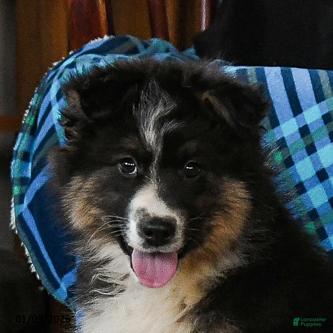 Australian Shepherd dogs for sale: Baxter - Ad 6