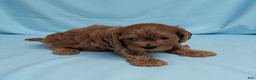Cavapoo dogs for sale: Parley - Ad 1