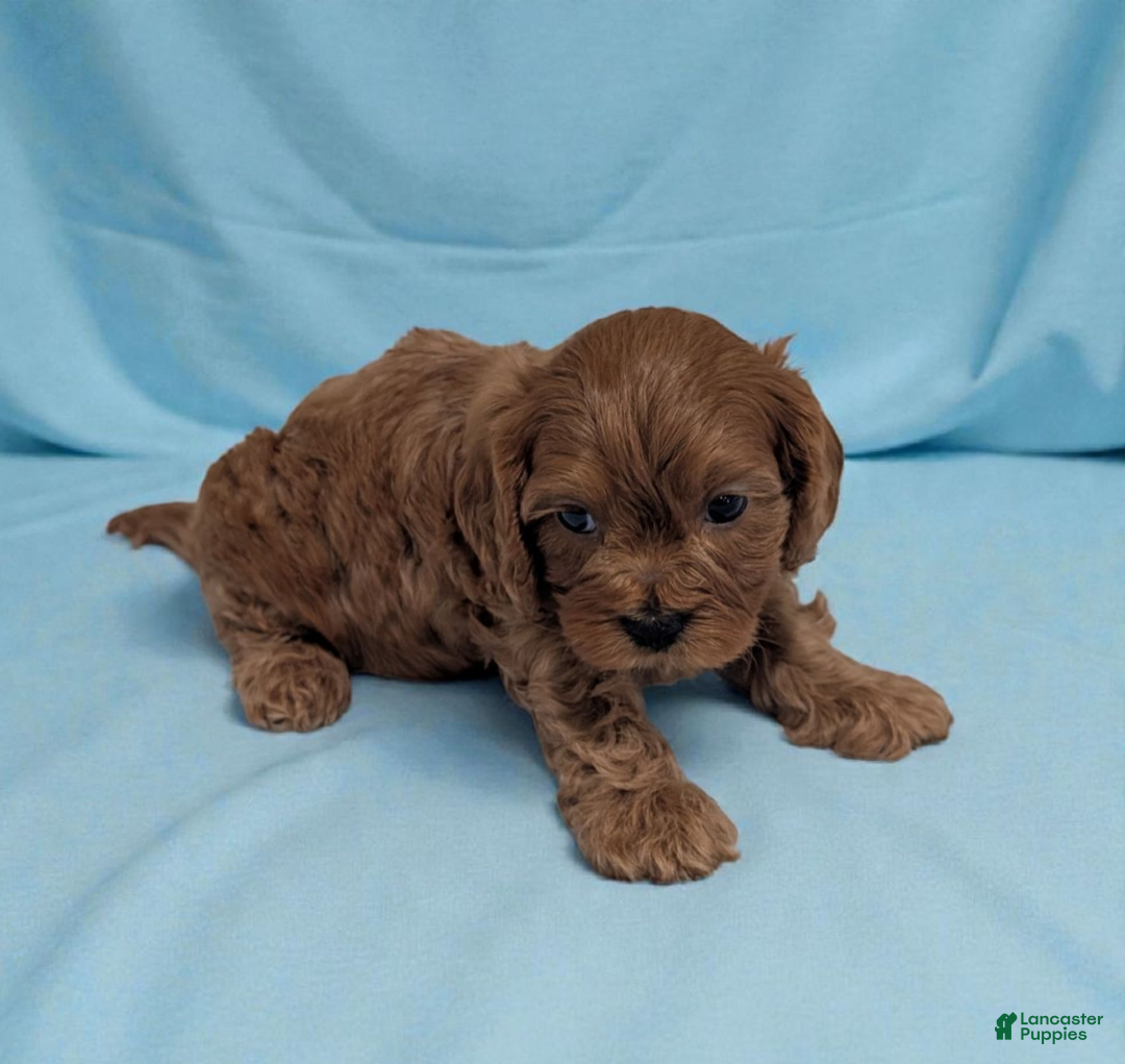 Cavapoo dogs for sale: Parley - Ad 1