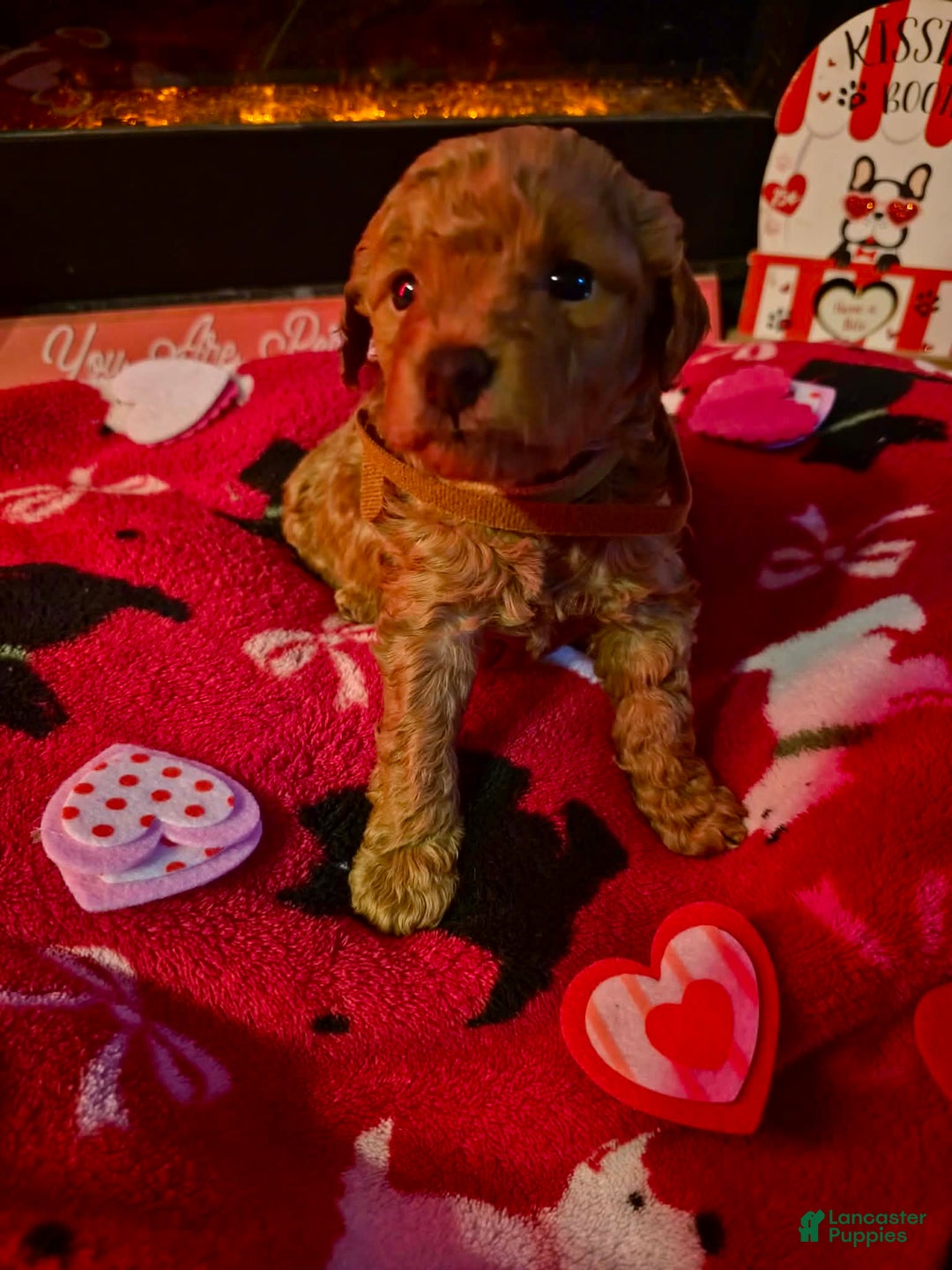 Mini Goldendoodle dogs for sale: Nova - Ad 17