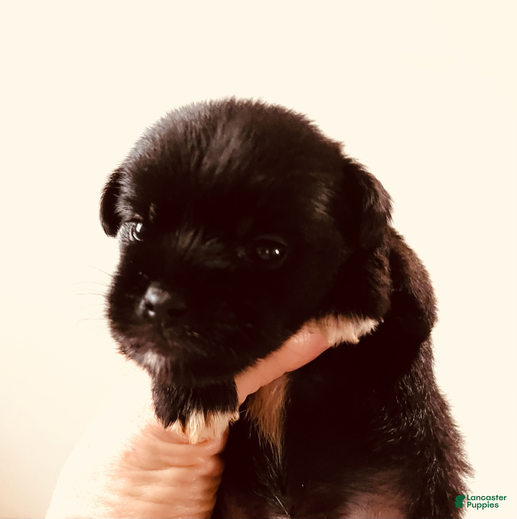 Mixed Breed dogs Equinox - Ad 22