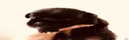 Mixed Breed dogs for sale: Equinox - Ad 1