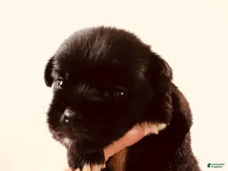 Mixed Breed dogs Equinox - Ad 22