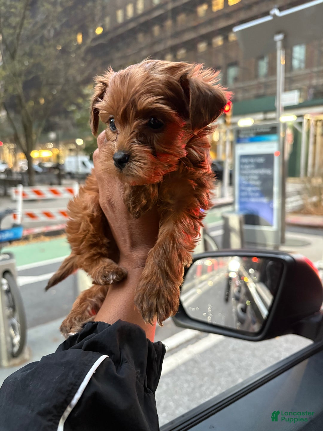 Yorkiepoo dogs for sale: TEACUP ONYX - Ad 6