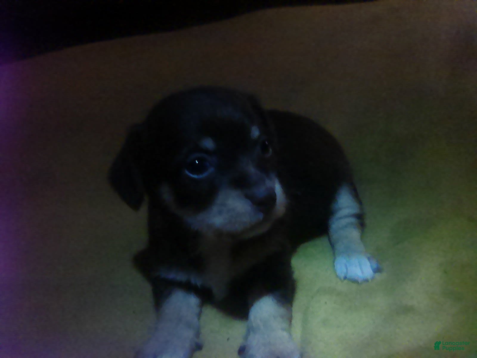 Chorkie dogs Bear - Ad 1