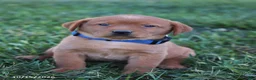 Labrador Retriever dogs for sale: Ruby - Ad 4