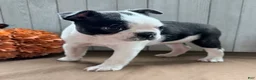 Boston Terrier dogs for sale: Crystal Female Boston Terrier - Ad 12