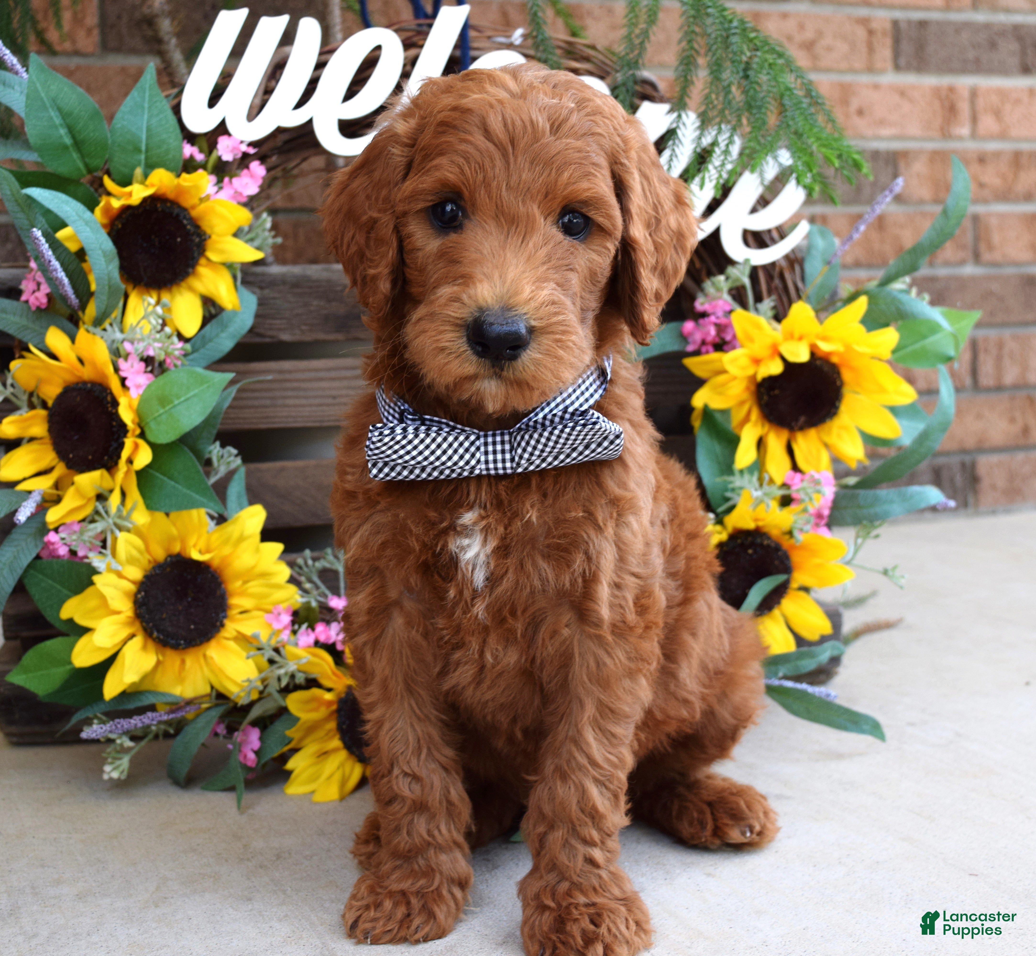 Goldendoodle dogs Rusty - Ad 2