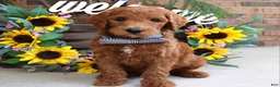 Goldendoodle dogs for sale: Rusty - Ad 2
