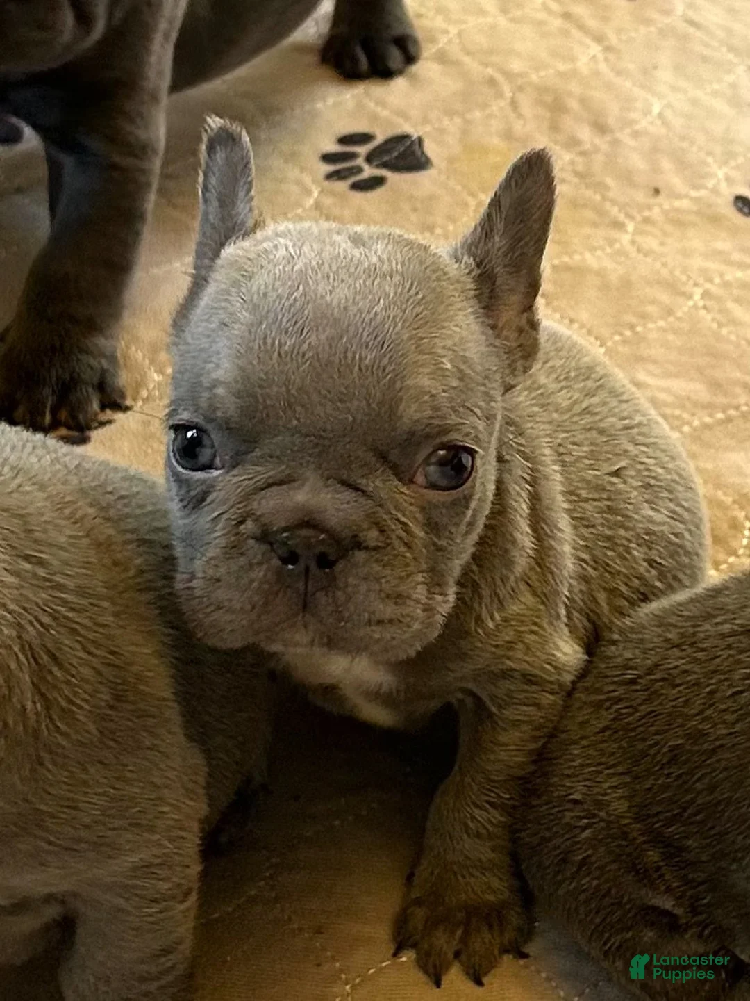 French Bulldog dogs for sale: Louis - Ad 1