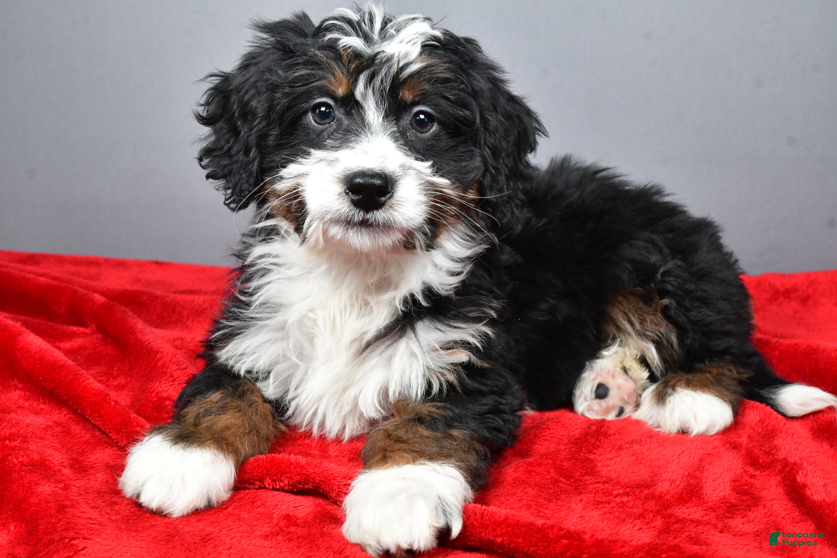 Mini Bernedoodle dogs Emily - Ad 2